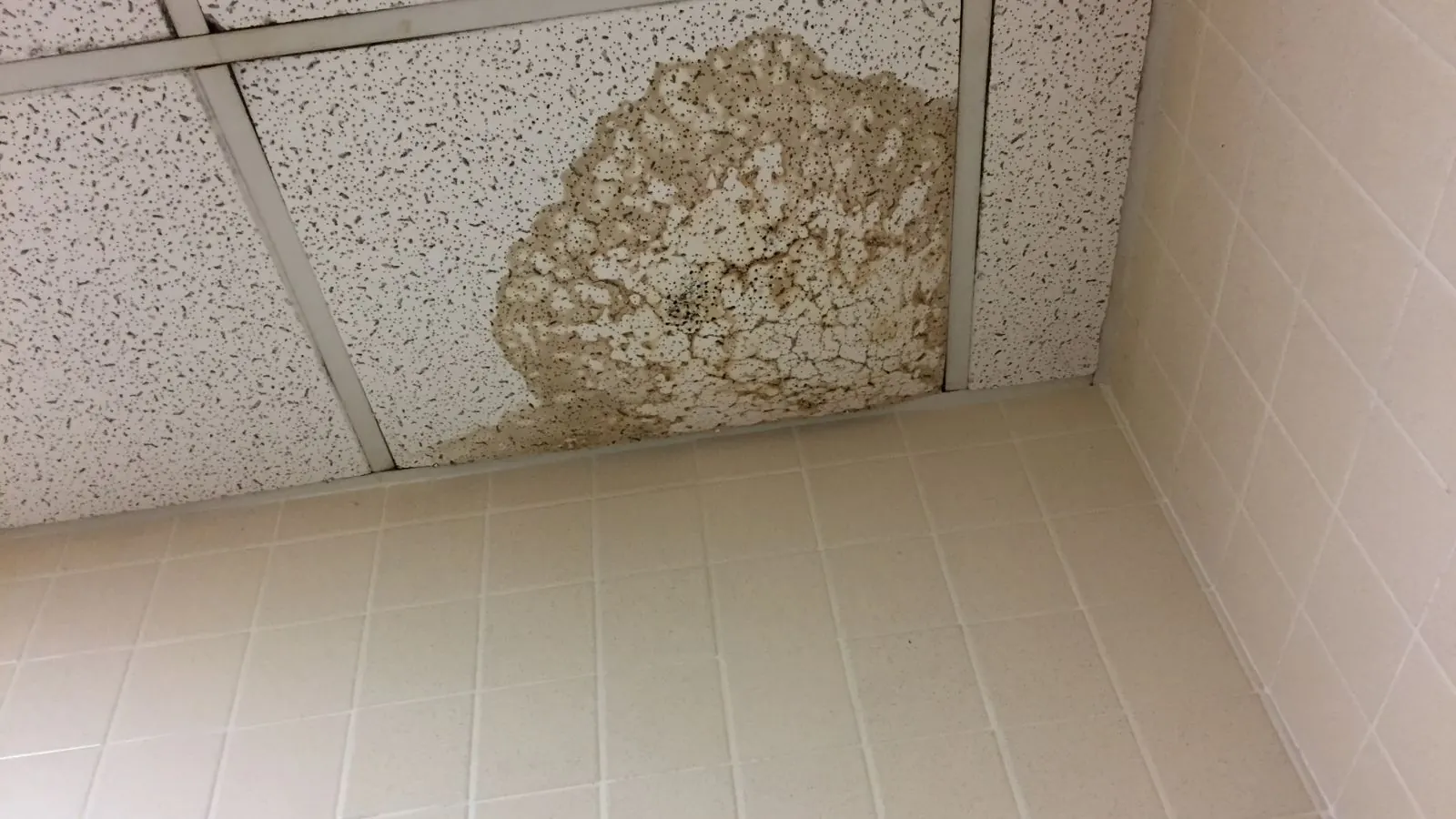 Stained ceiling tile with a brown water mark in the corner of a room